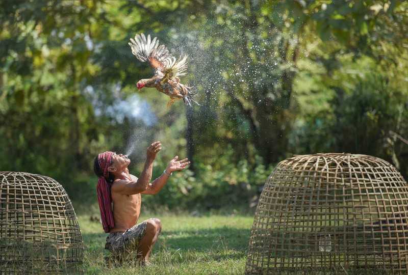 Để đảm bảo sự phục hồi nhanh chóng sư kê cần phải biết cách làm nước cho gà chọi