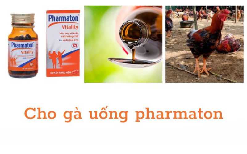 Cho gà uống loại thuốc Pharmaton như thế nào đúng cách?