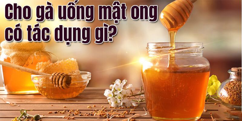 Mật ong giúp sát khuẩn đường hô hấp cho gà