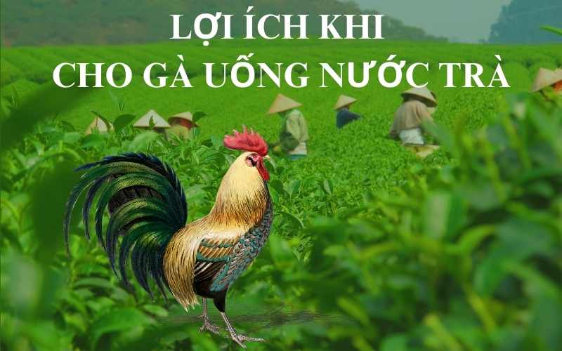 Lợi ích khi cho gà uống trà