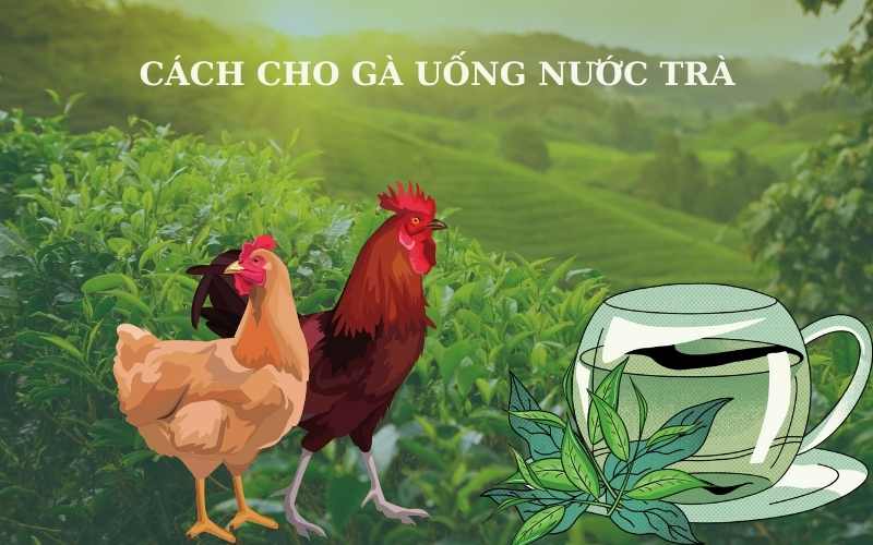 Hướng dẫn cách cho gà uống nước trà giúp gà khỏe mạnh