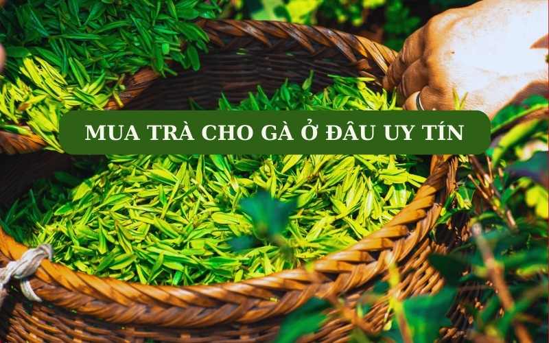 Nên mua trà cho gà ở đâu uy tín?