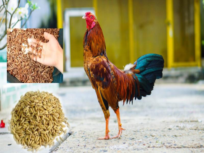 Một số nguyên nhân khiến gà không chịu ăn lúa