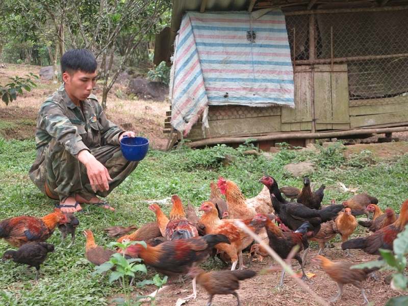 Chăm sóc, thuần hóa gà rừng không đơn giản